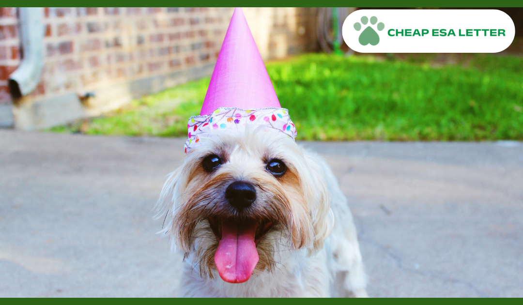 How to Get a Psychiatric Service Dog in New Hampshire?