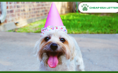 How to Get a Psychiatric Service Dog in New Hampshire?