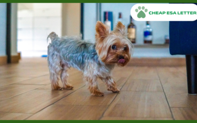 How to Get a Psychiatric Service Dog in New Jersey?