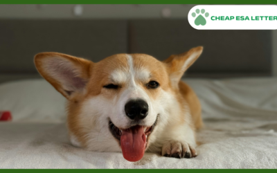 How to Get a Psychiatric Service Dog in New Mexico?