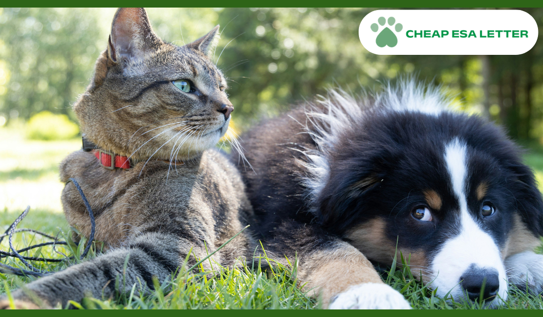 How to Get a Psychiatric Service Dog in New York?