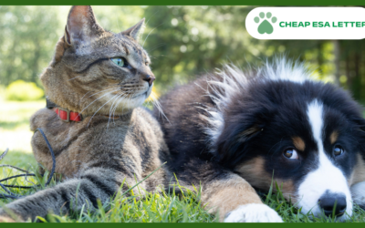 How to Get a Psychiatric Service Dog in New York?