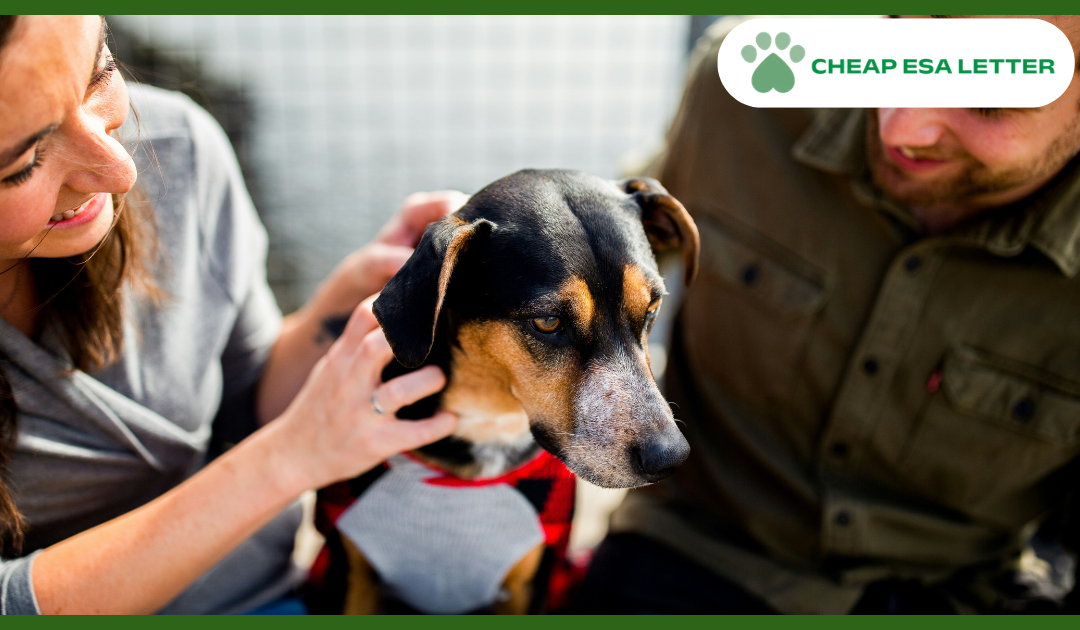 How to Get a Psychiatric Service Dog in North Carolina?