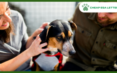 How to Get a Psychiatric Service Dog in North Carolina?
