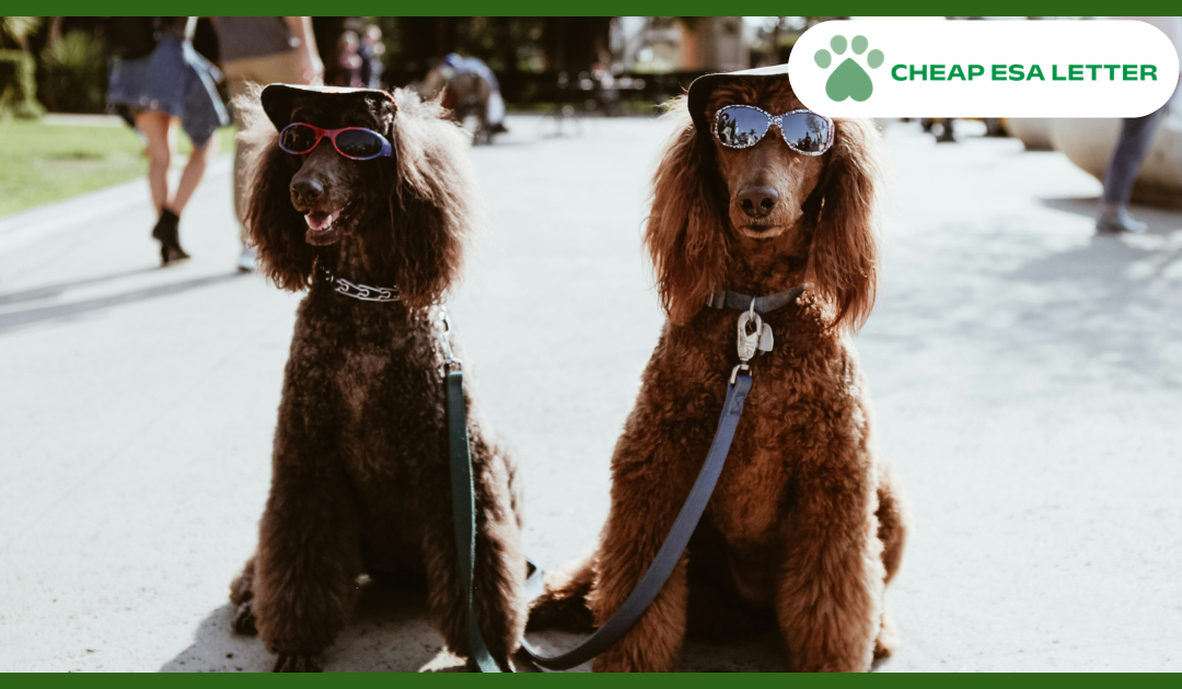 How to Get a Psychiatric Service Dog in North Dakota?