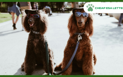 How to Get a Psychiatric Service Dog in North Dakota?