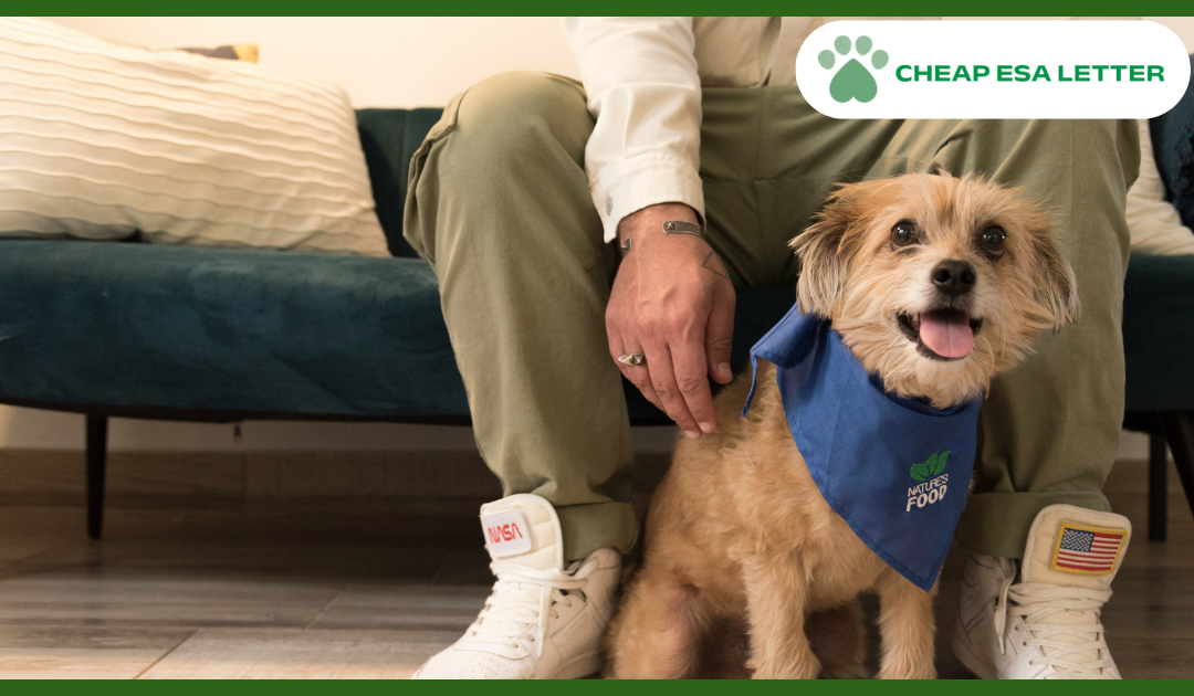 How to Get a Psychiatric Service Dog in Ohio?