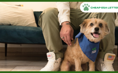 How to Get a Psychiatric Service Dog in Ohio?