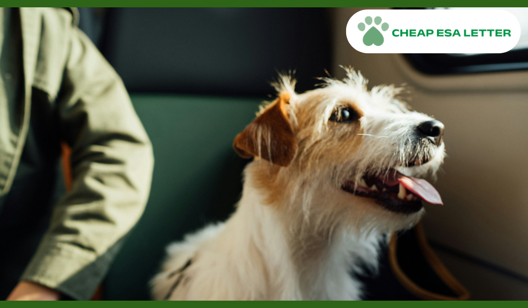 How to Get a Psychiatric Service Dog in Oregon?