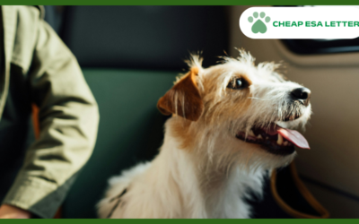 How to Get a Psychiatric Service Dog in Oregon?