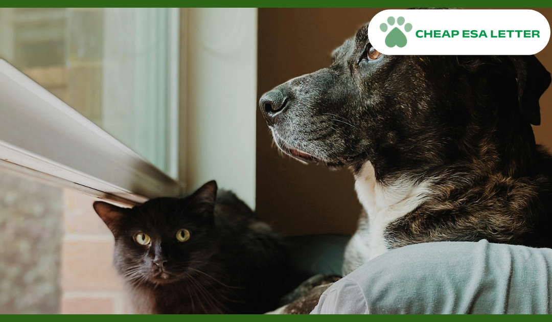 How to Get a Psychiatric Service Dog in Pennsylvania?