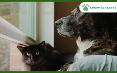 How to Get a Psychiatric Service Dog in Pennsylvania?