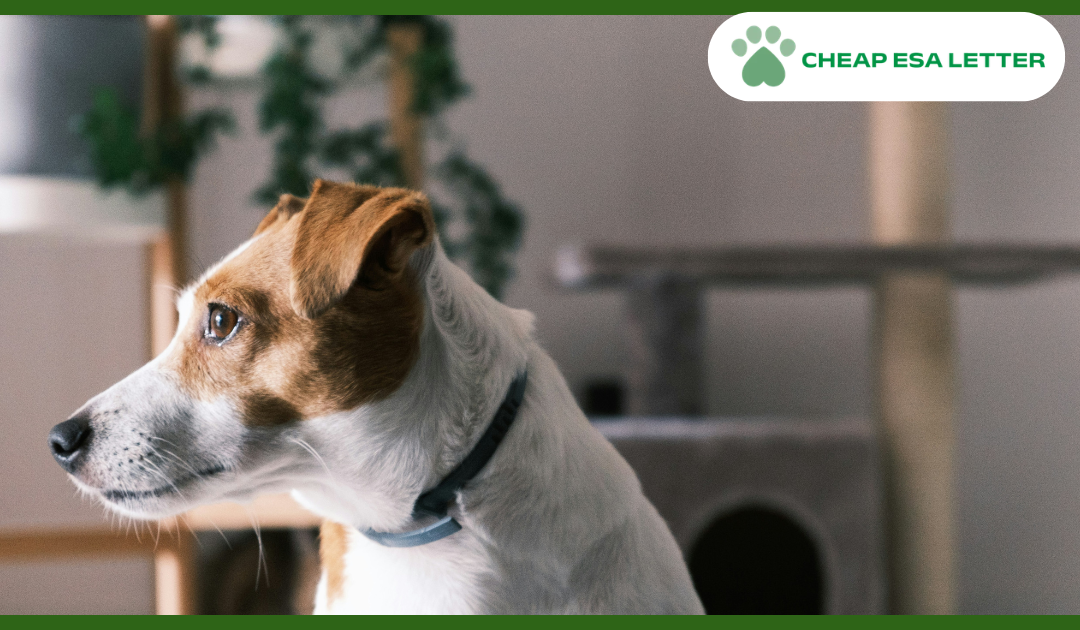 How to Get a Psychiatric Service Dog in Rhode Island?