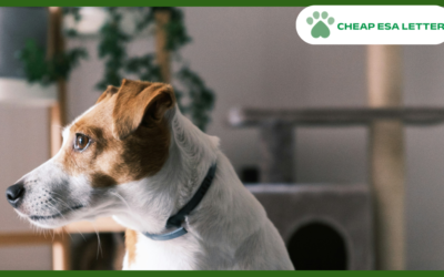 How to Get a Psychiatric Service Dog in Rhode Island?