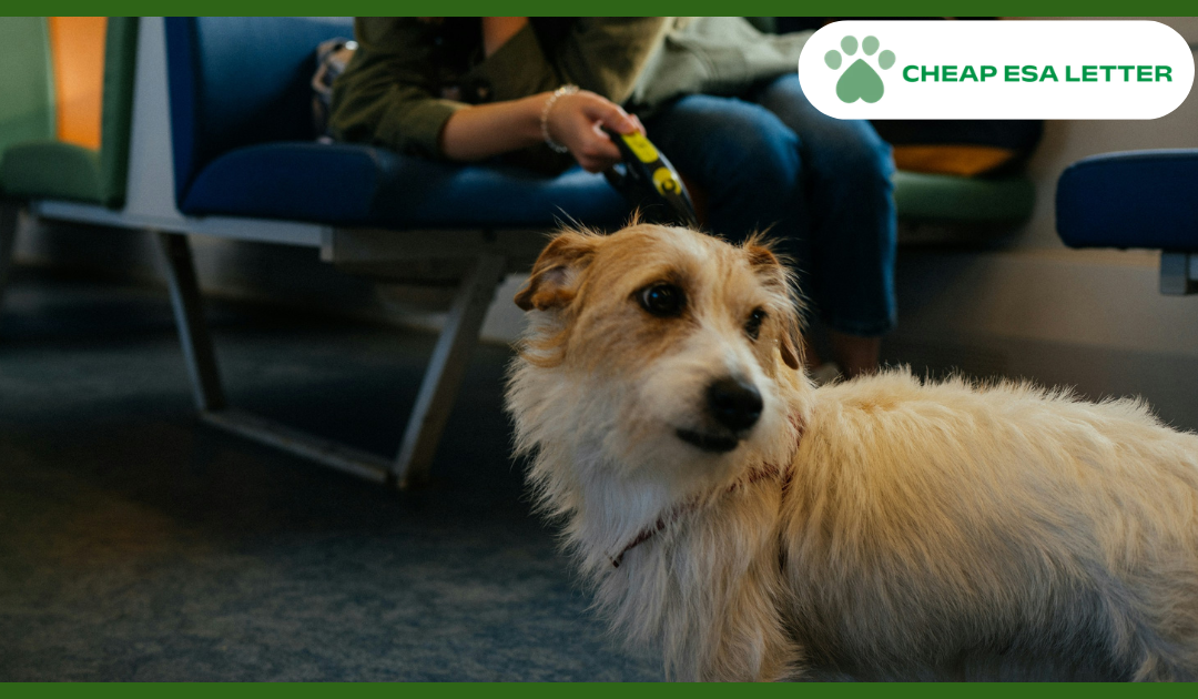How to Get a Psychiatric Service Dog in South Carolina?