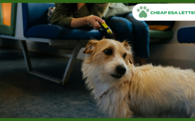 How to Get a Psychiatric Service Dog in South Carolina?