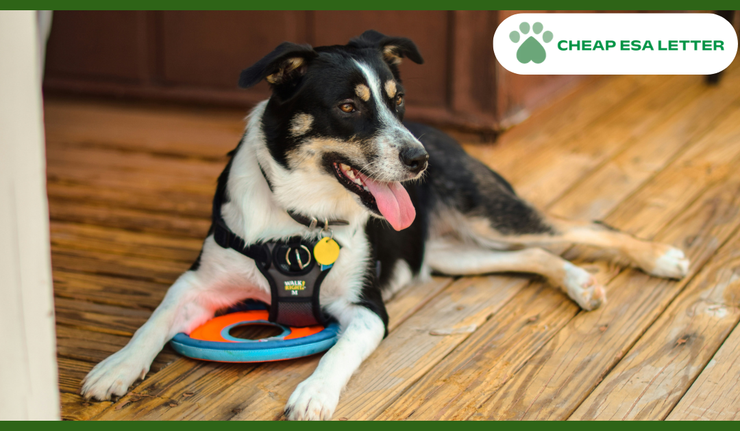 How to Get a Psychiatric Service Dog in South Dakota?