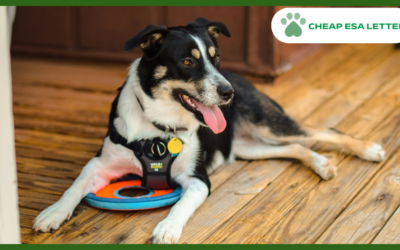 How to Get a Psychiatric Service Dog in South Dakota?