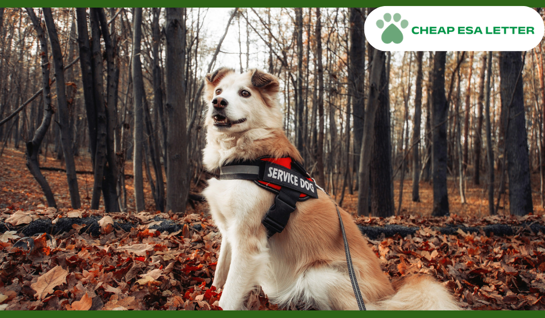 How to Get a Psychiatric Service Dog in Texas