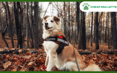 How to Get a Psychiatric Service Dog in Texas?