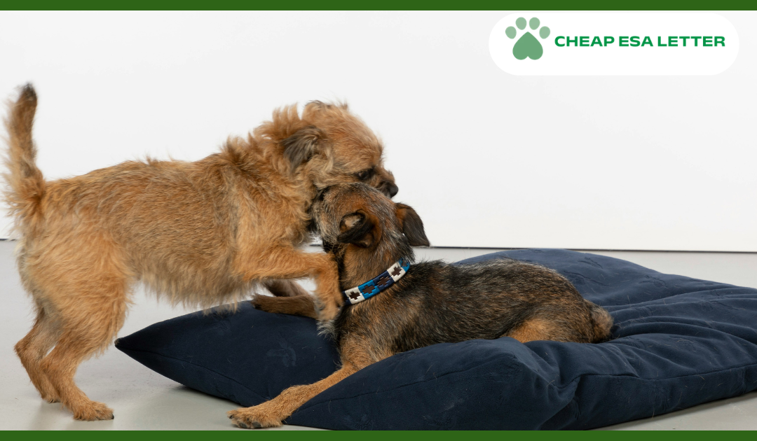 How to Get a Psychiatric Service Dog in Utah?