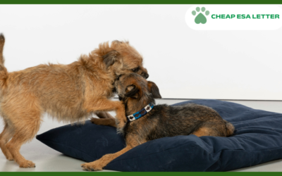 How to Get a Psychiatric Service Dog in Utah?