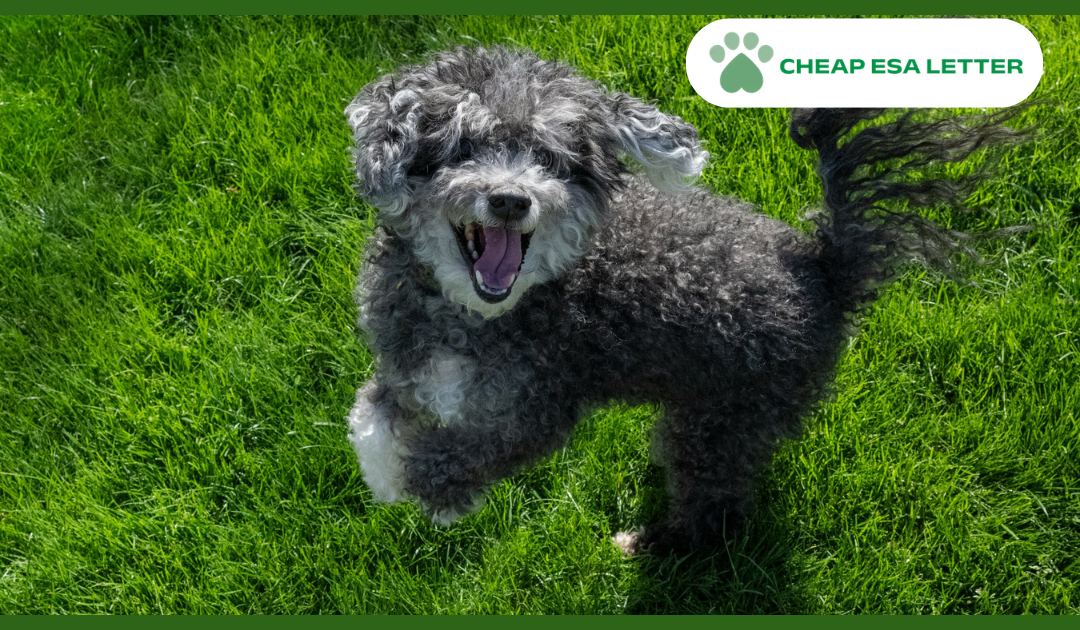 How to Get a Psychiatric Service Dog in Vermont?
