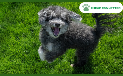 How to Get a Psychiatric Service Dog in Vermont?