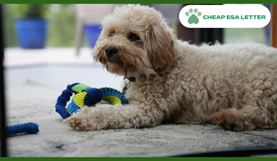 How to Get a Psychiatric Service Dog in Virginia?