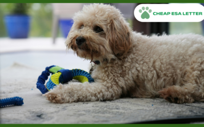 How to Get a Psychiatric Service Dog in Virginia?
