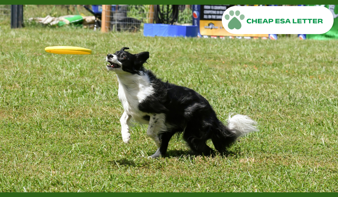 How to Get a Psychiatric Service Dog in Washington?