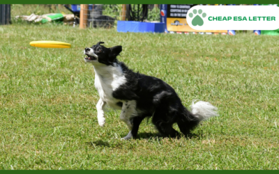 How to Get a Psychiatric Service Dog in Washington?