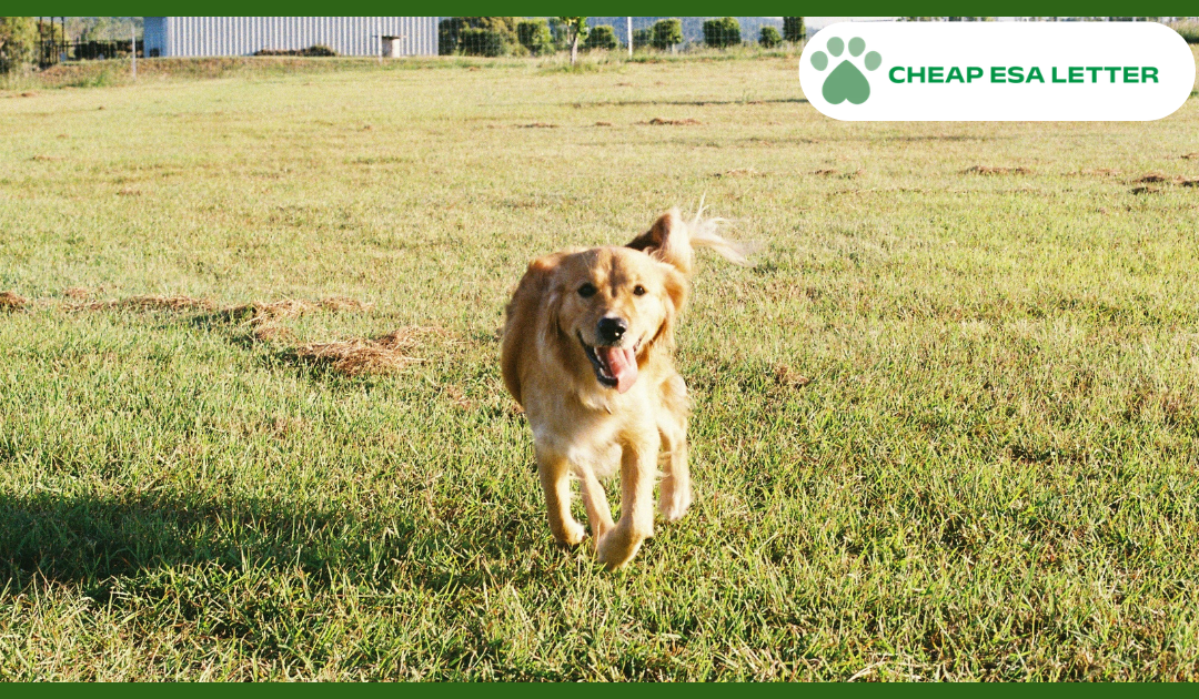 How to Get a Psychiatric Service Dog in West Virginia?