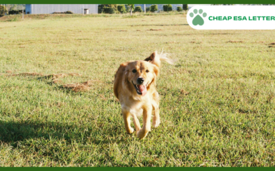 How to Get a Psychiatric Service Dog in West Virginia?