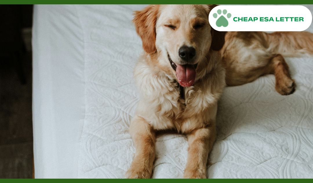 How to Get a Psychiatric Service Dog in Wisconsin?