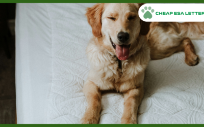 How to Get a Psychiatric Service Dog in Wisconsin?