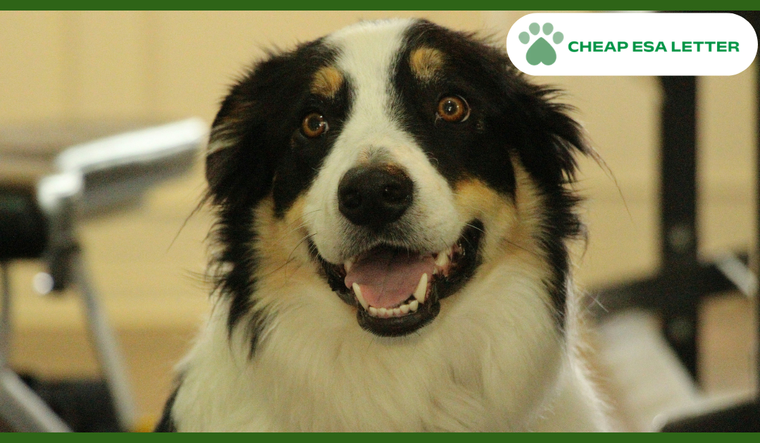 How to Get a Psychiatric Service Dog in Wyoming?