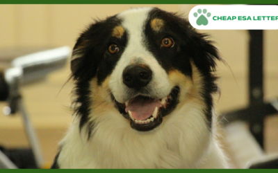 How to Get a Psychiatric Service Dog in Wyoming?