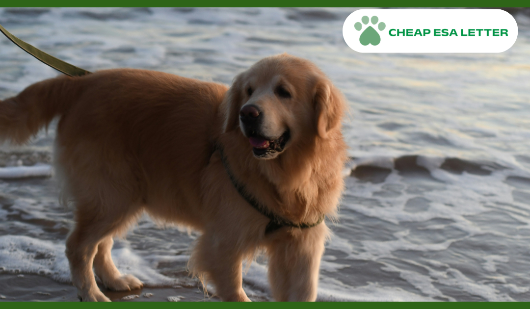 Illinois Emotional Support Animal Laws