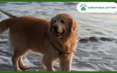 Illinois Emotional Support Animal Laws