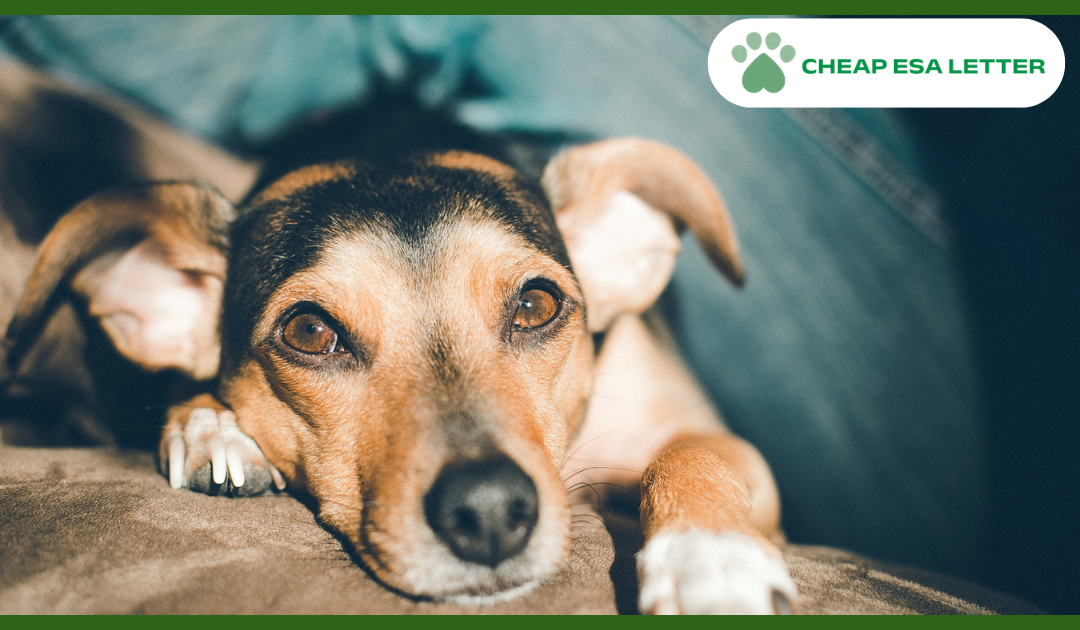 Indiana Emotional Support Animal Laws