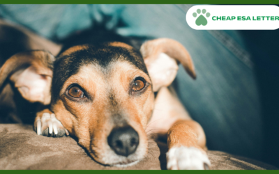 Indiana Emotional Support Animal Laws