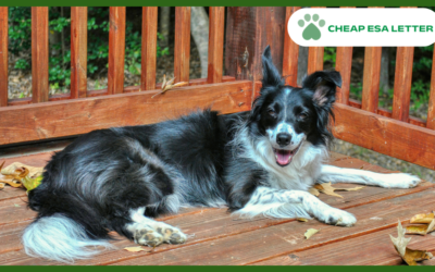 Iowa Emotional Support Animal Laws