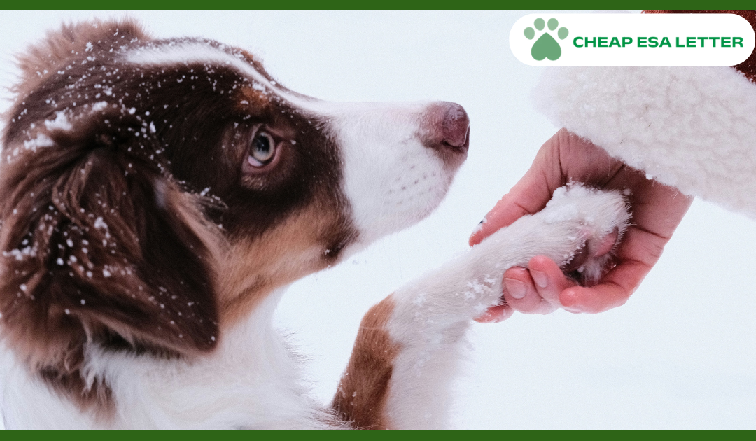 Georgia Emotional Support Animal Laws