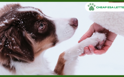 Georgia Emotional Support Animal Laws