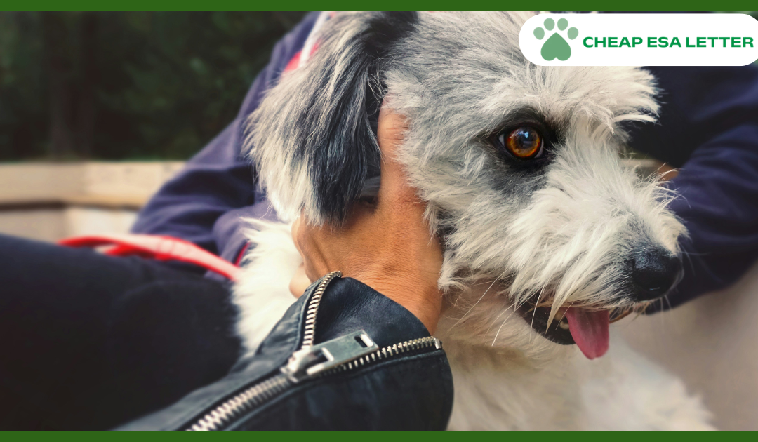 Utah Emotional Support Animal Laws