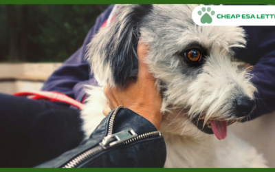 Kansas Emotional Support Animal Laws