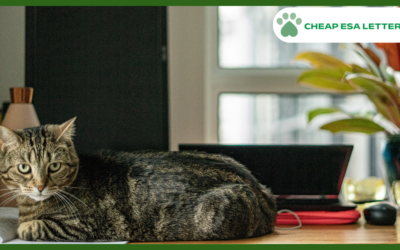 Maryland Emotional Support Animal Laws