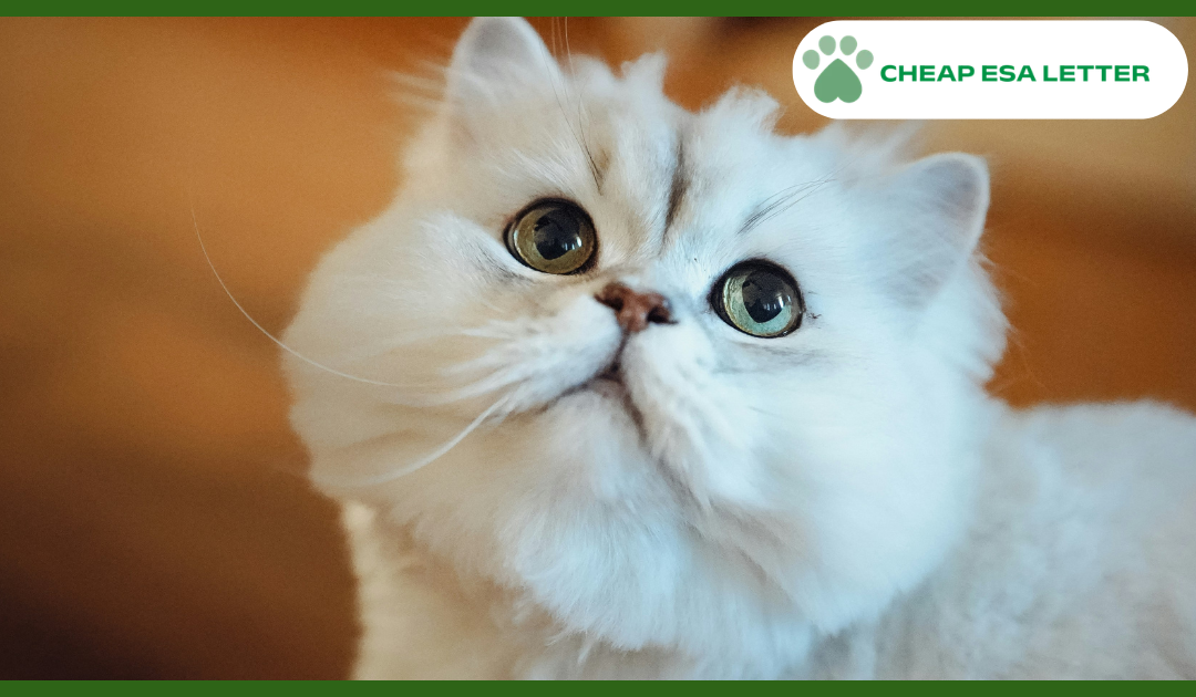 Massachusetts Emotional Support Animal Laws