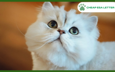 Massachusetts Emotional Support Animal Laws